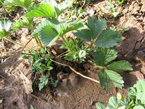 草莓多久结果实,草莓种多久结果