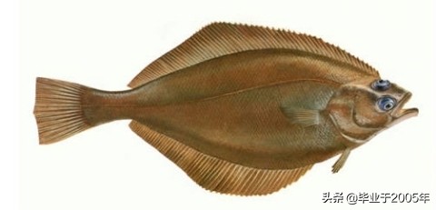 辽宁的水产品有哪些,辽宁常见的鱼