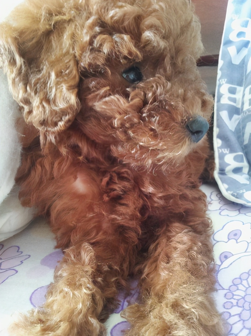 泰迪犬毛褪色怎么办,泰迪狗褪色是怎么回事