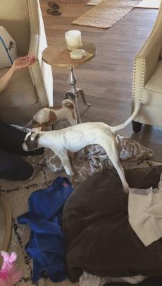 比特犬终于健康了视频,比特犬得了细菌性皮肤病