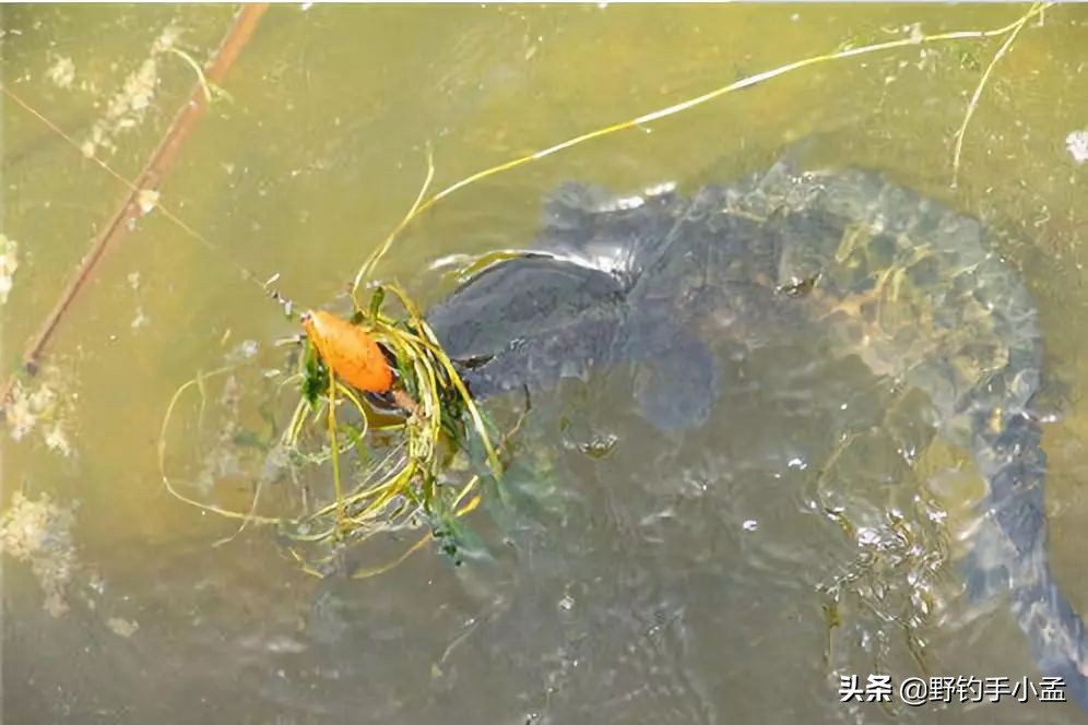 野河路亚钓黑鱼绝密技巧,藕塘路亚黑鱼的钓法和技术