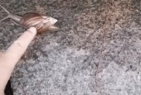 广州近期出现的变异蜗牛,深圳雨后巨型蜗牛