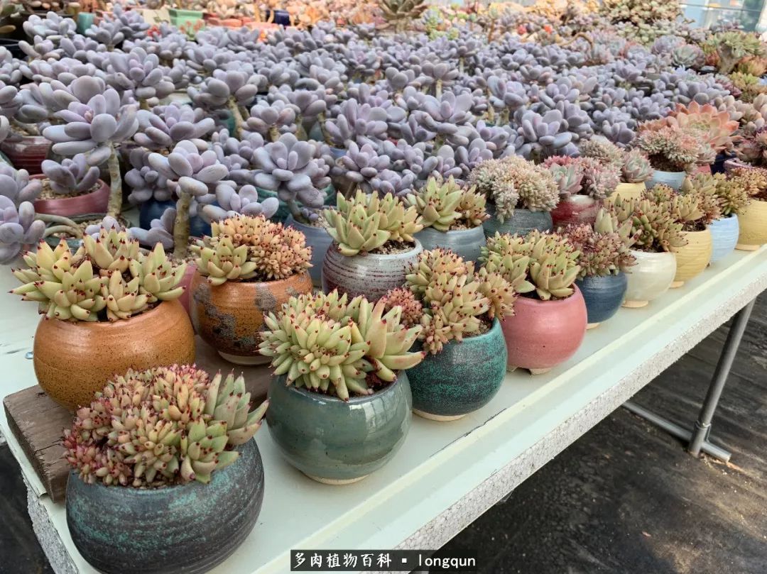 肉叔带你走遍韩国多肉大棚,记一次精彩的采摘之旅