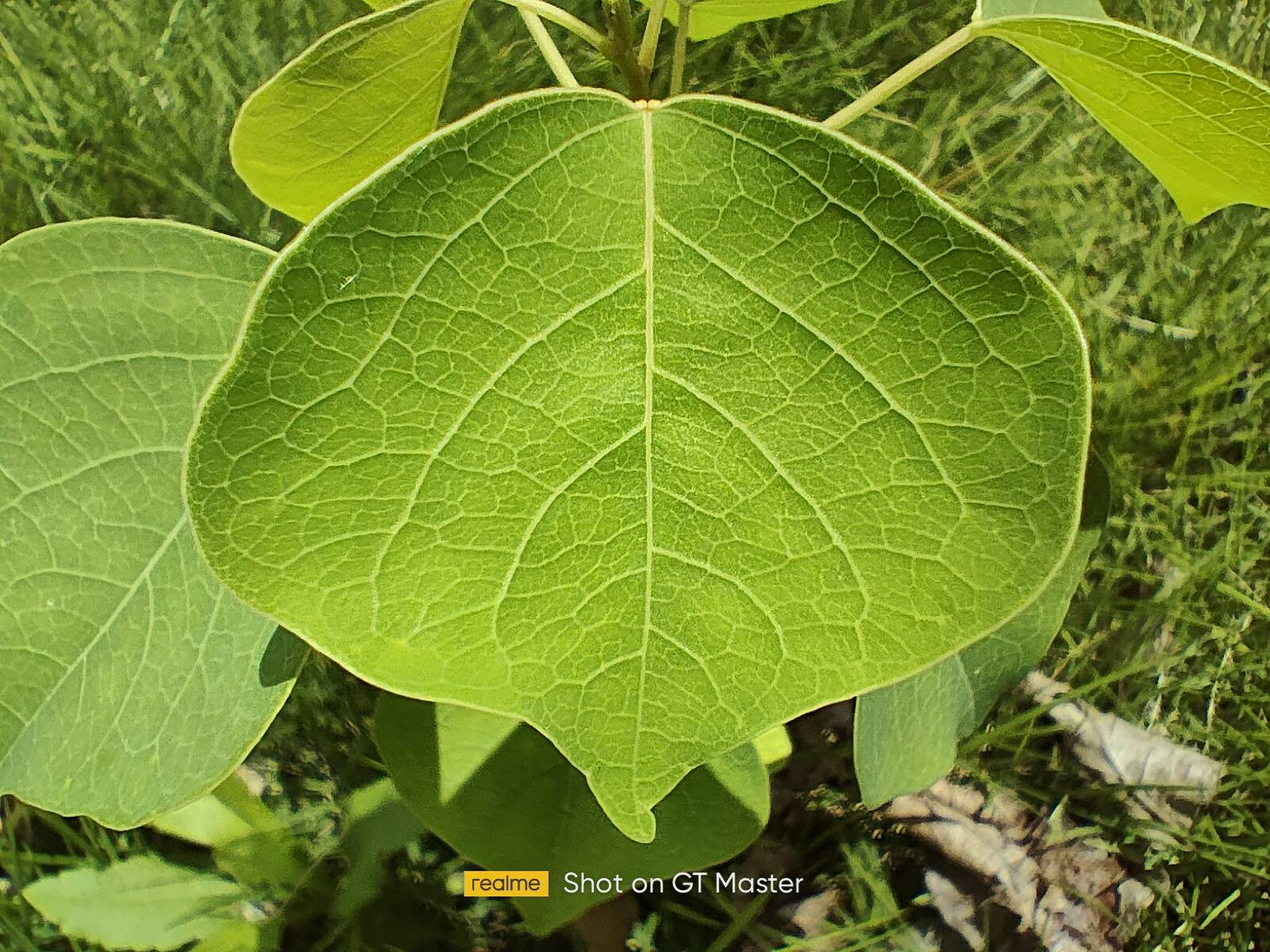 realme真我gt大师探索版测评,realmegtneo2t和realmegt大师版