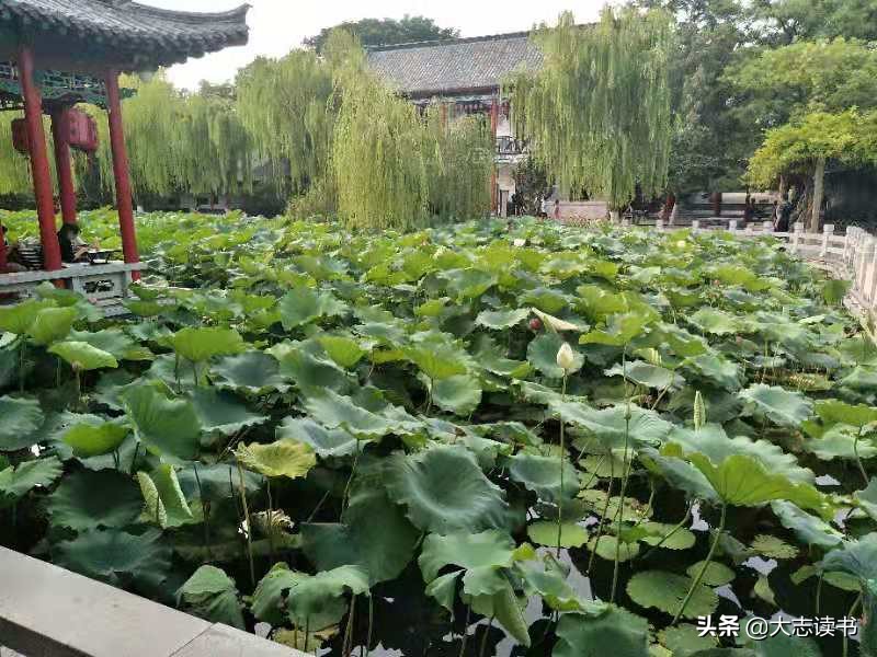 看荷最美的诗词,最具禅意的咏荷诗词