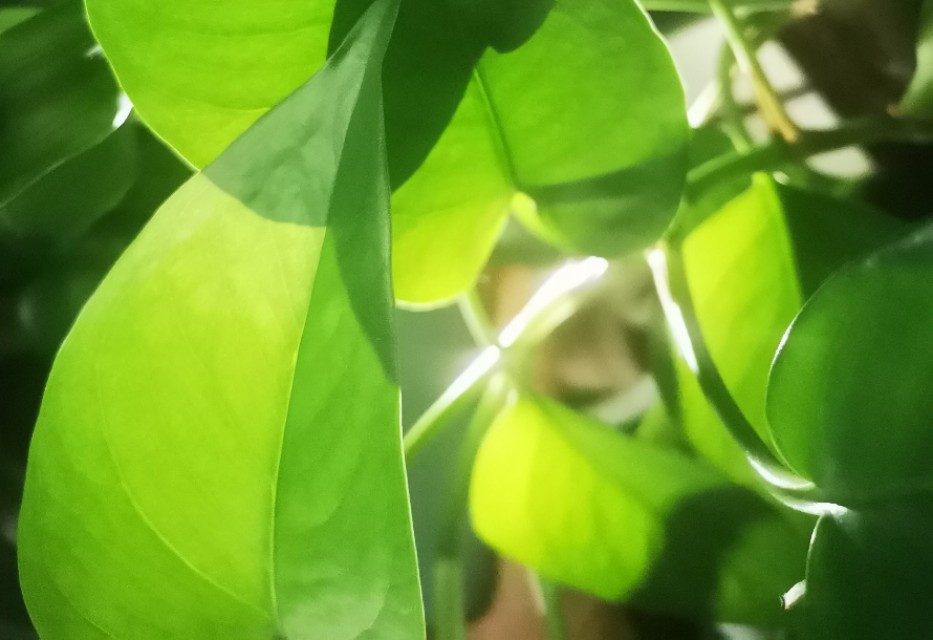 人教版中考成语题库,人教版初中语文成语选择题及答案