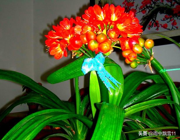 君子兰怎么养才能开得更好,君子兰怎么养才是最好而且能养活