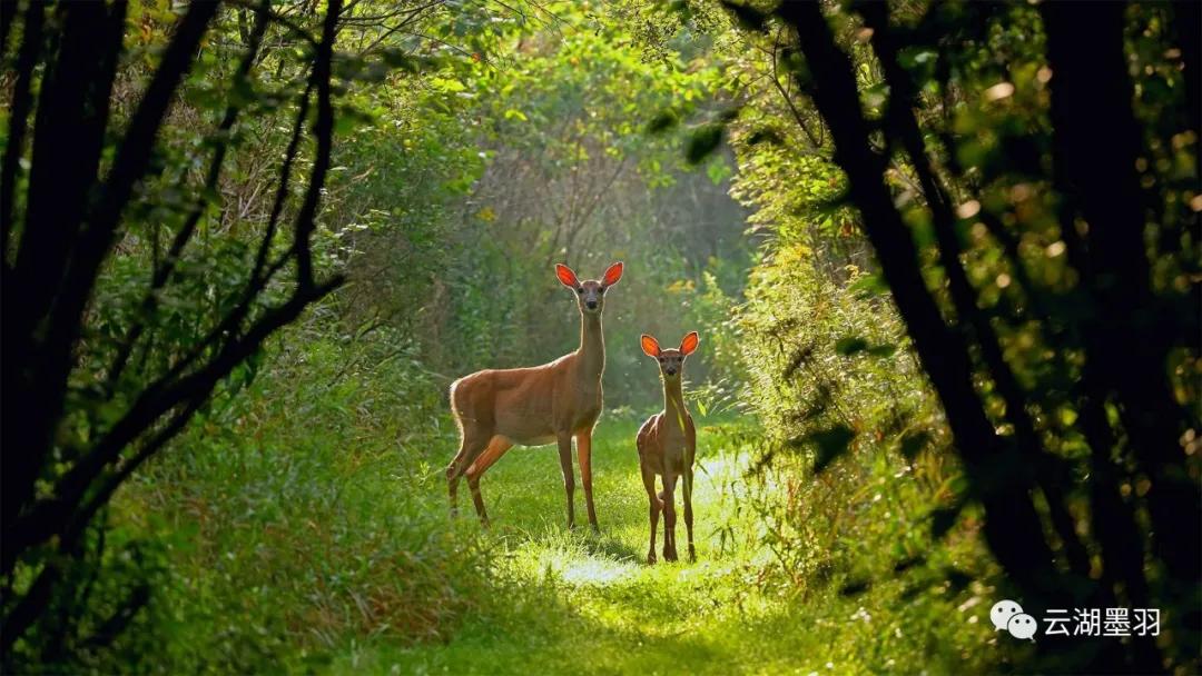 酒店满房率,酒店满房怎么还能订房