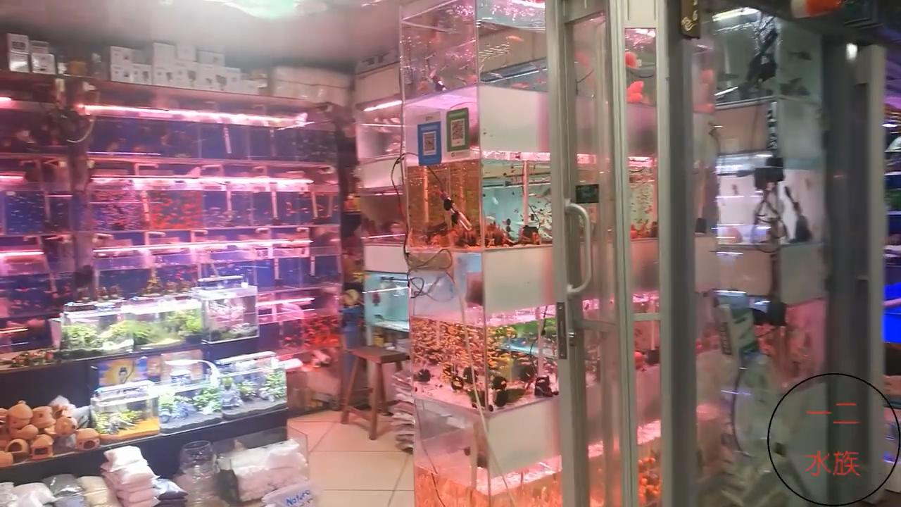 水族店经营技巧,如何让水族店生意越来越好