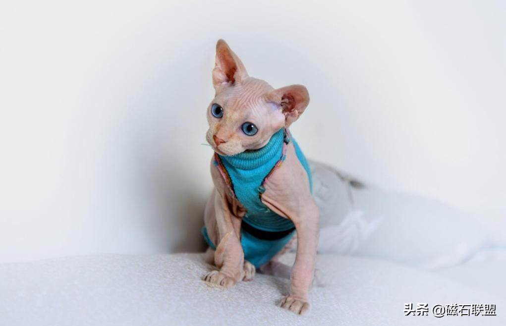 猫毛过敏也能养的猫,适合猫毛过敏的人养的猫咪