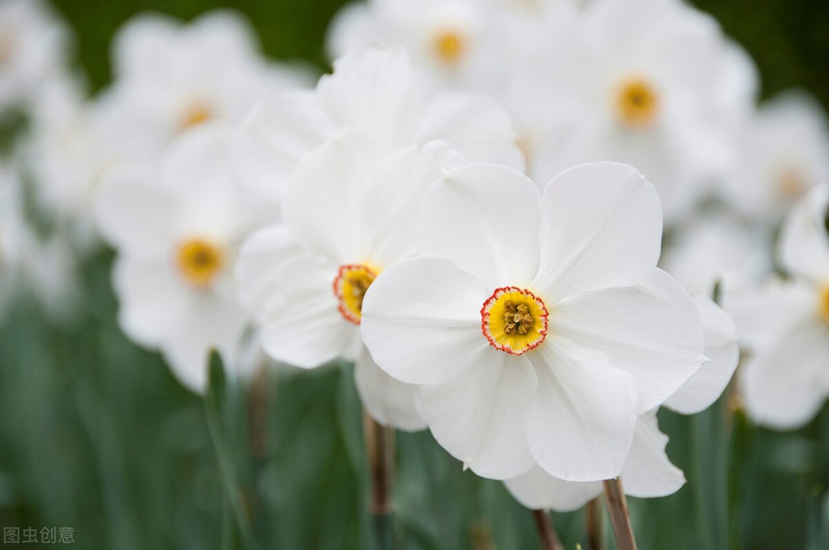 生日鲜花用哪几种花,代表友谊长存和生日快乐花语的花