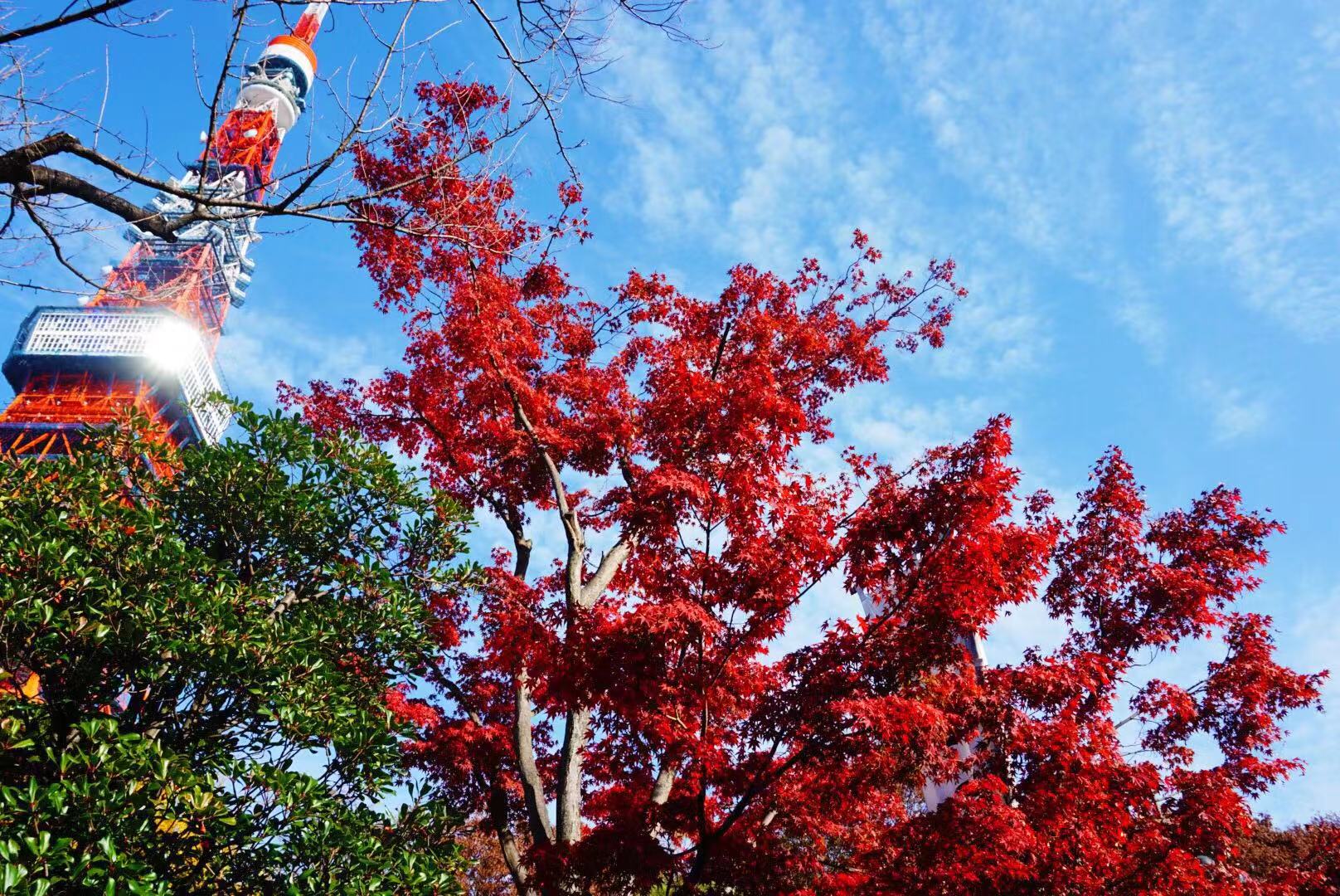 在日本黑工护照过期了怎么回国,日本留学生护照丢失可以回国吗