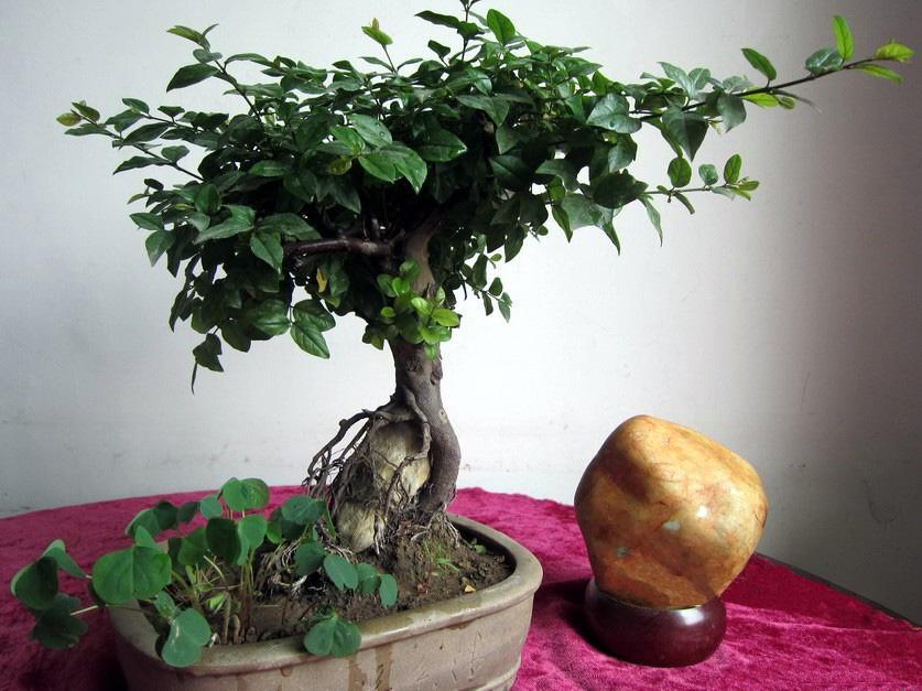 刚采挖的盆景树桩怎么提高成活率,下山老树盆景桩怎样管理