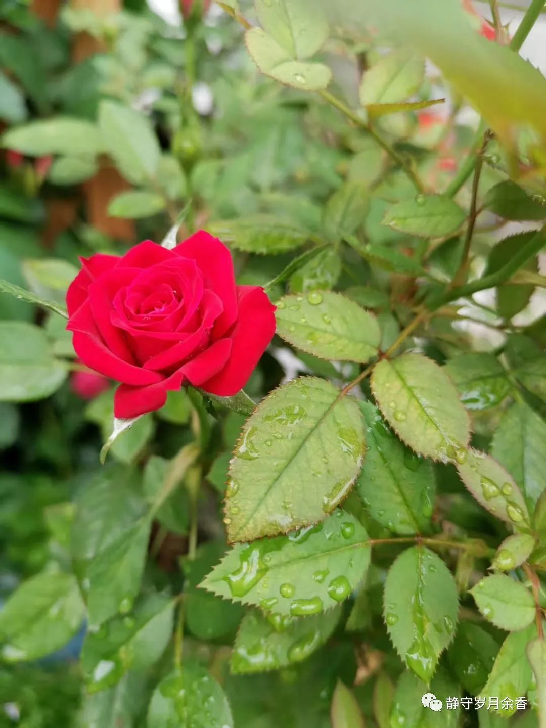 何晓畅翻唱,何晓畅