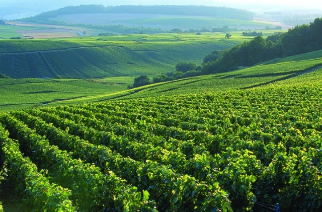 香槟普及知识,关于香槟你需要知道的7个知识