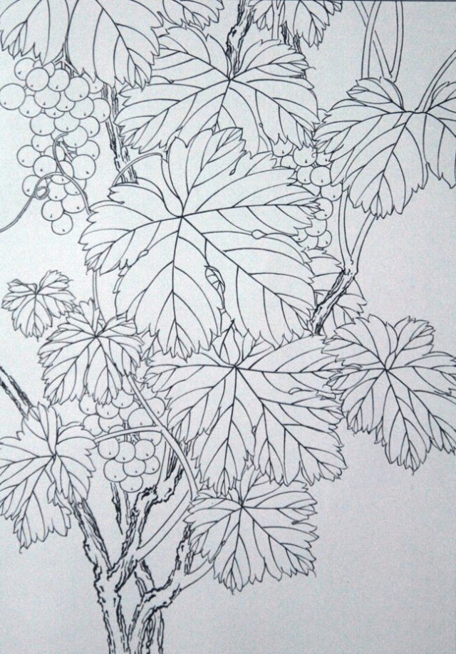 工笔勾线葡萄的画法,工笔画葡萄的上色画法步骤