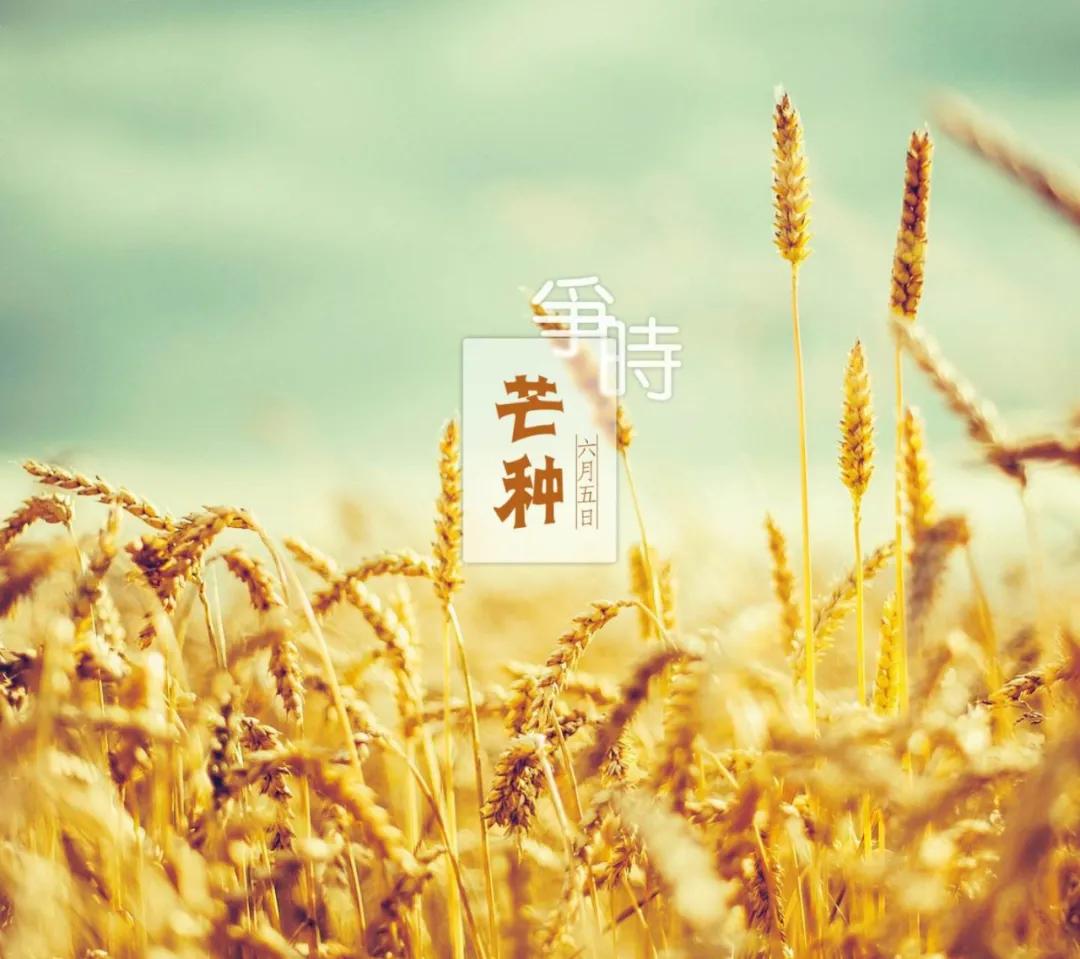 玉泉故事汇|又到芒种时节，呼市人都熟悉的这个“芒刺”农作物来头真不小