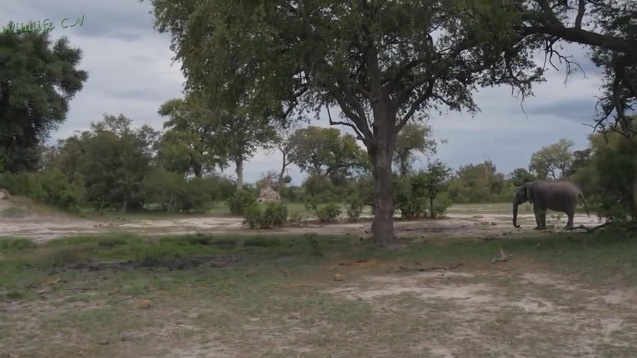 我的个子不大，但是我就喜欢攻击个头大的，你猜我是什么动物