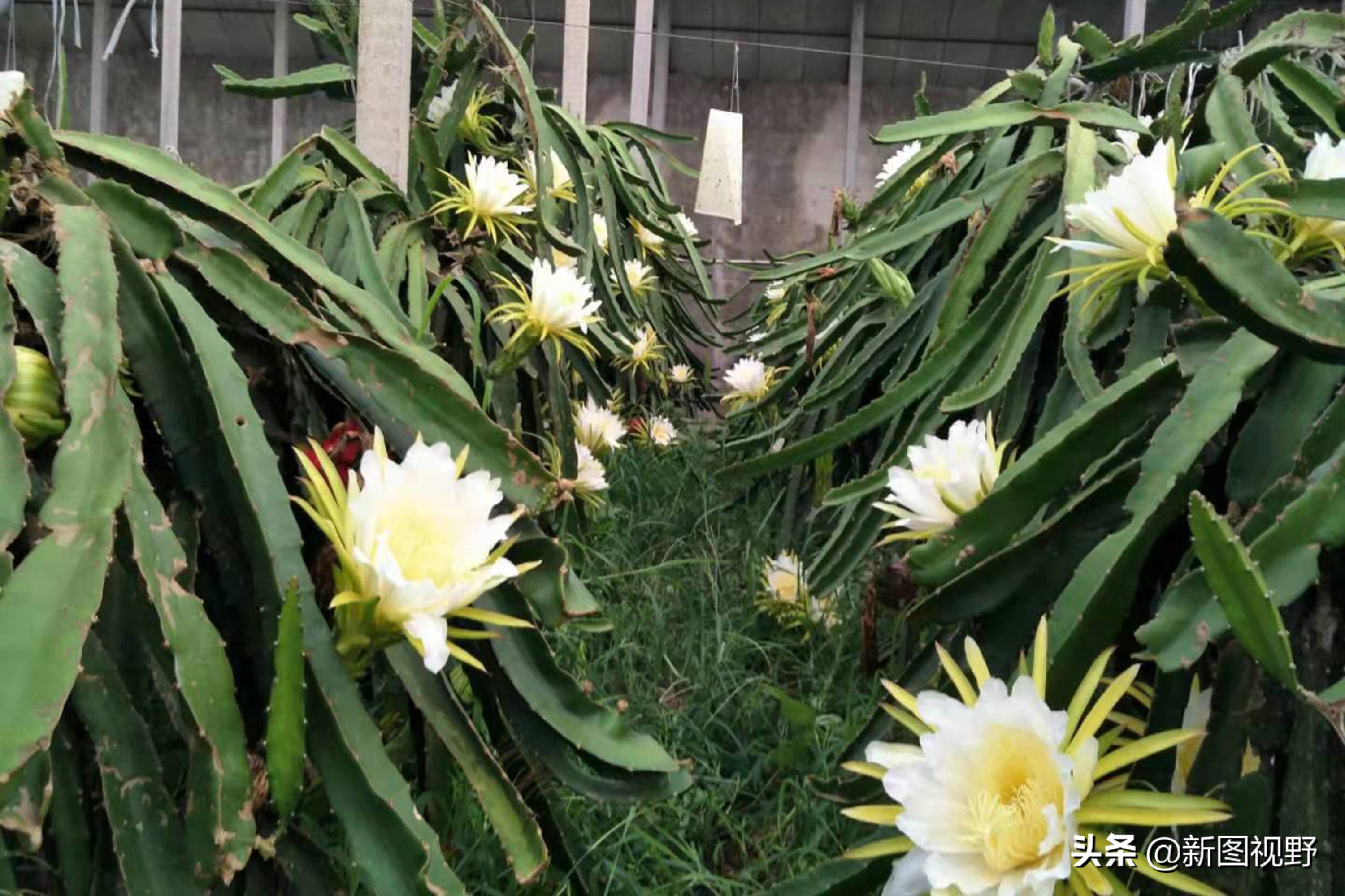 10年前拔掉黄瓜架，栽上了一片火龙果，如今年入100多万