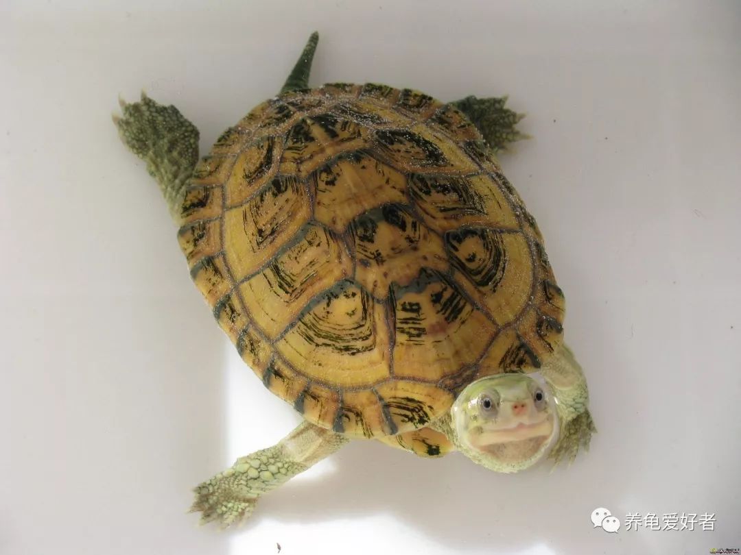 龟龟肺炎,龟龟肺炎怎么治