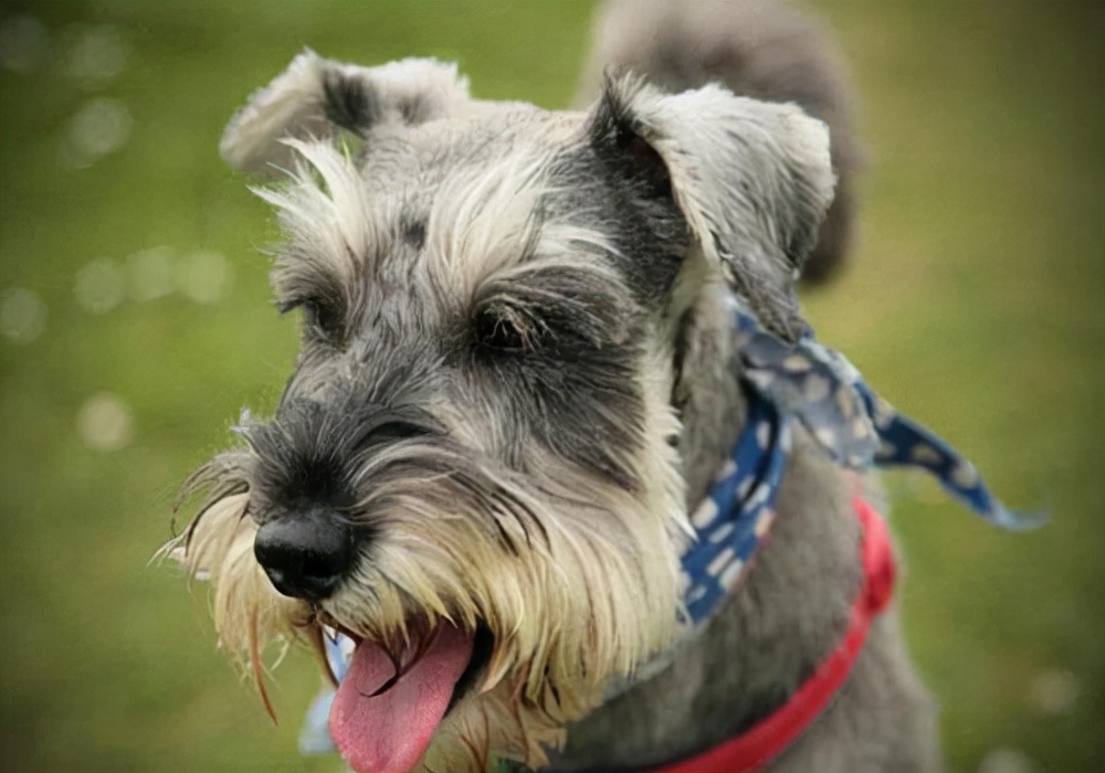 养宠物狗拉稀怎么办,狗狗呕吐拉稀有什么药可以治疗