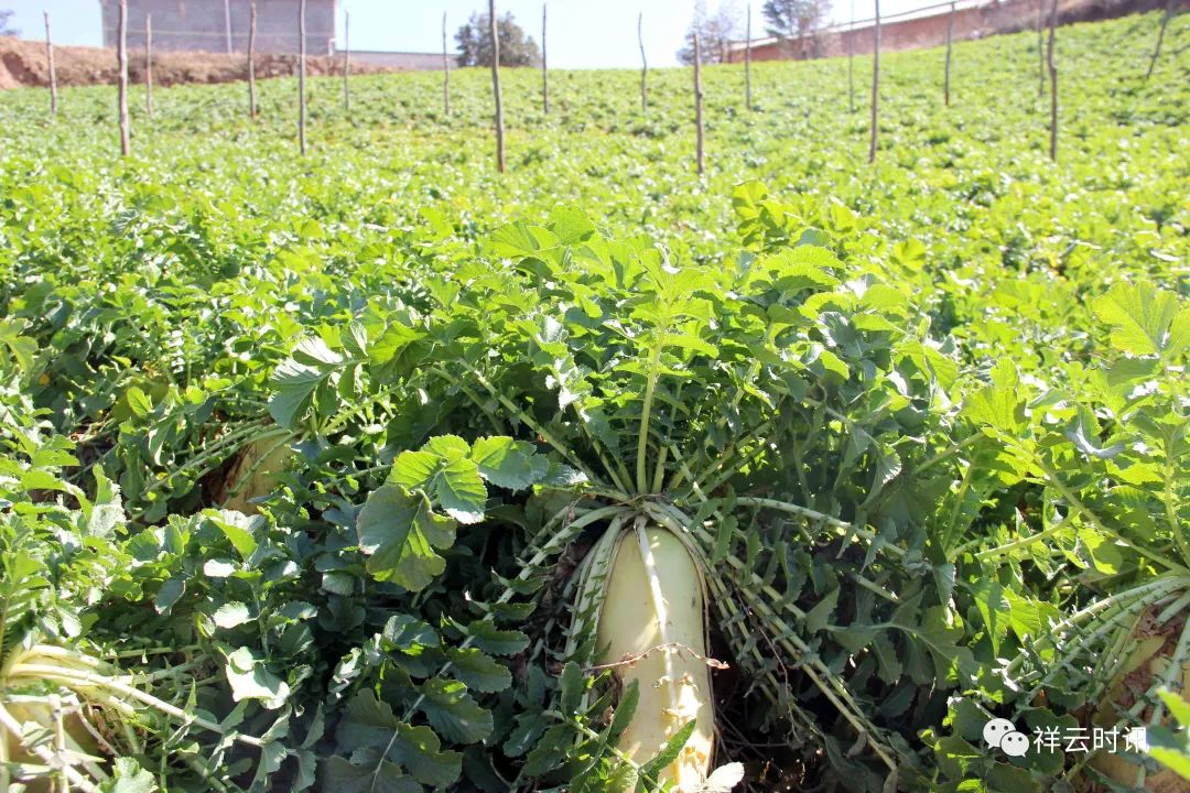 乡村振兴迎蝶变展新颜,回眸十三五脱贫攻坚