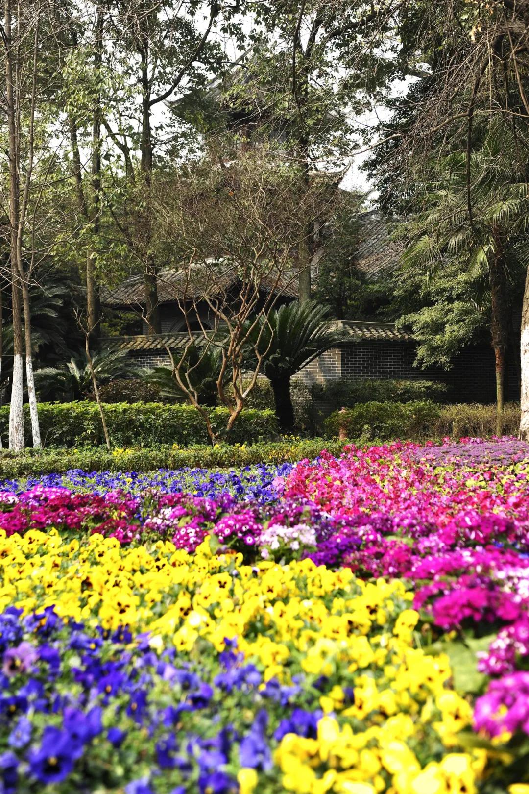 双流中学，凭什么被家长称作成都高中的“双一流”