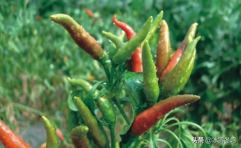 各种辣椒的介绍以及辣度,带你了解更多的辣椒知识