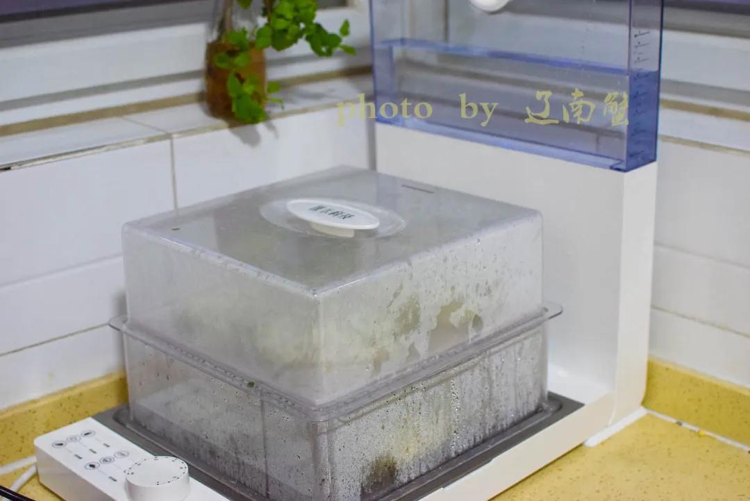 马齿苋是长寿菜你知道吗,马齿苋夏天