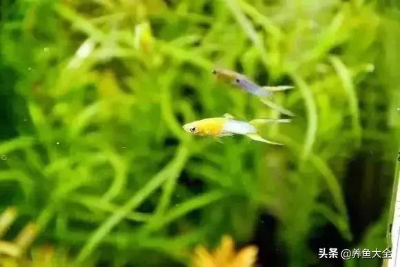 养鱼大神都养什么鱼,鱼缸养鱼都有哪些鱼