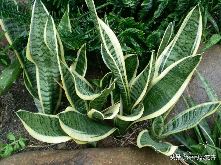 吸甲醛最好的10种花,什么花吸甲醛最好最快好养