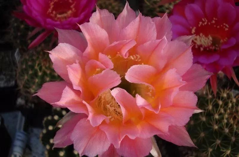 100种仙人球花图片,100种仙人球的品种视频