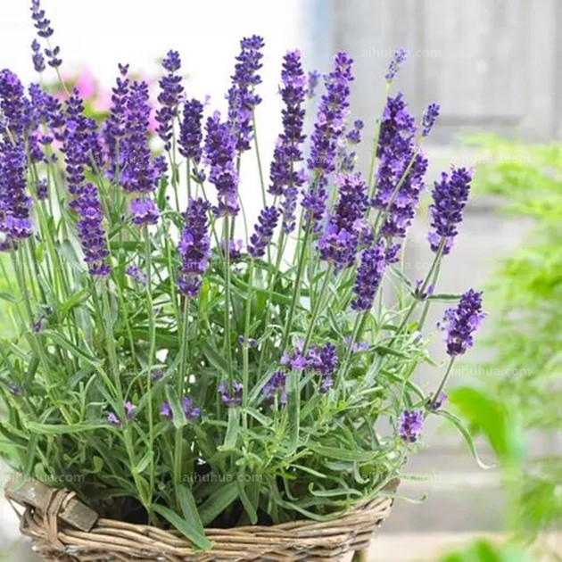 好养的盆栽花卉排名前十,盆栽花比较好养的有哪些