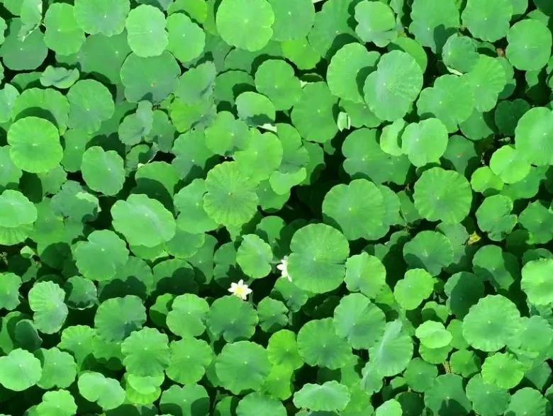 夏季最美荷花在哪里,山东最漂亮的荷花