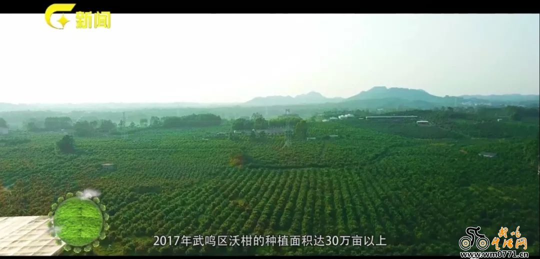 武鸣沃柑怎么火的,武鸣双桥沃柑今日价