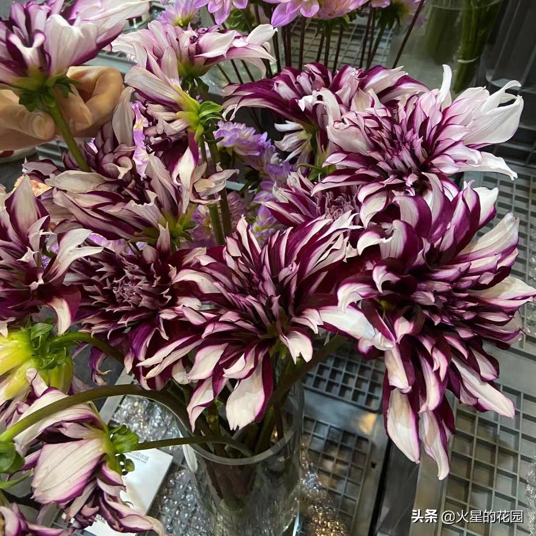 什么原因导致植物闷根,植物为什么闷根会死