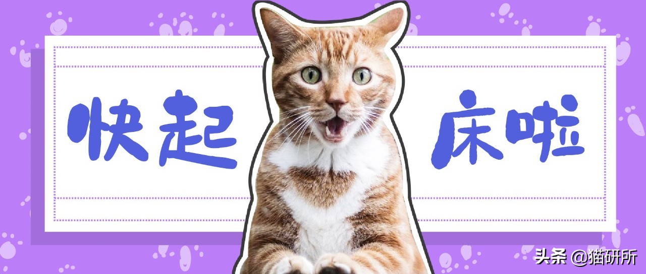 如何制止猫咪六七点叫,如何拒绝猫咪叫醒