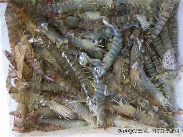 绉︾殗宀涙梾娓稿彲浠ュ嚭娴锋崟楸肩殑鍦版柟 (绉︾殗宀涚墽娴疯繙鑸啘瀹堕櫌)