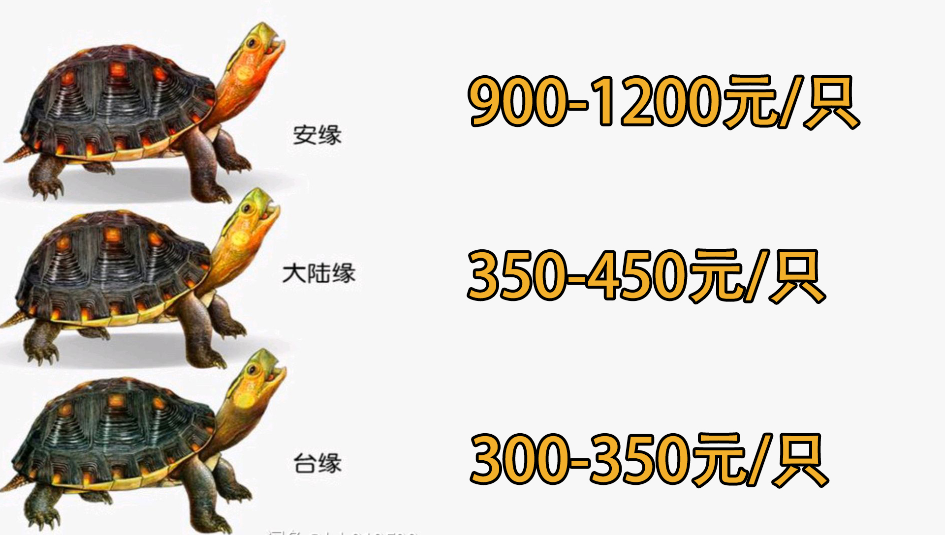 黄缘龟闭壳怎么办,黄缘闭壳龟经营方法