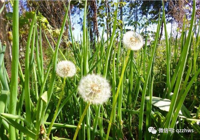 农业果树种植致富项目,致富经种植什么果树最赚钱