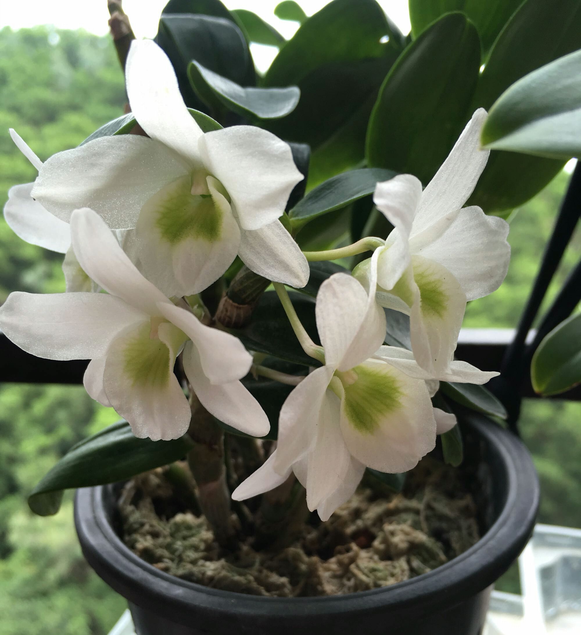 家庭养花自制无臭味的养花肥料,去除羊粪异味的几种方法