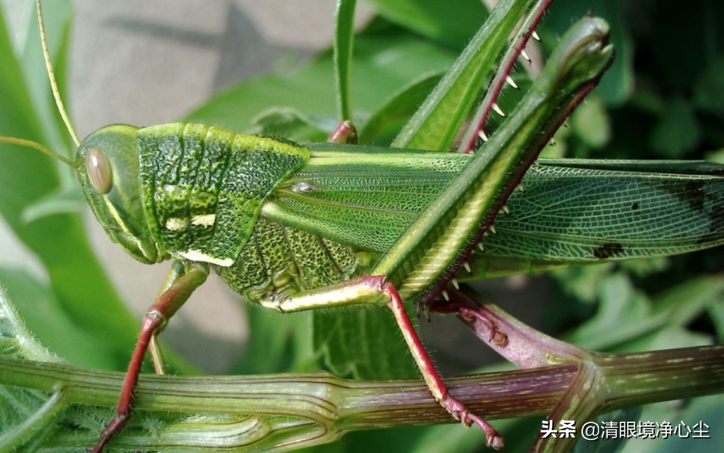 十大常见昆虫农村常见的20种昆虫,10种在家里可以找到的可怕昆虫