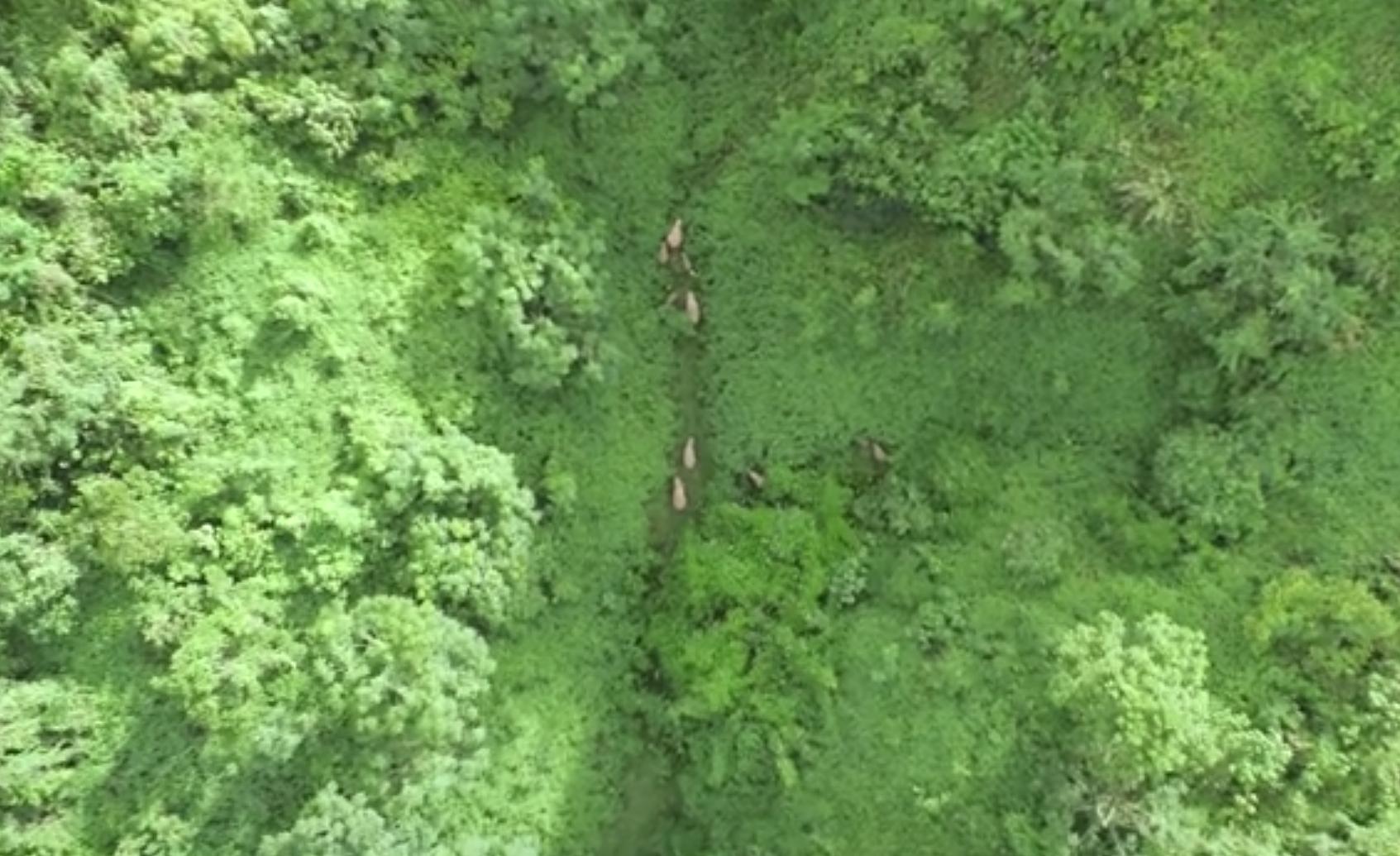专访：亚洲象北上是整体趋势，长期投喂香蕉、菠萝、玉米等高糖、高热量食物，可能导致野象得高血压、糖尿病