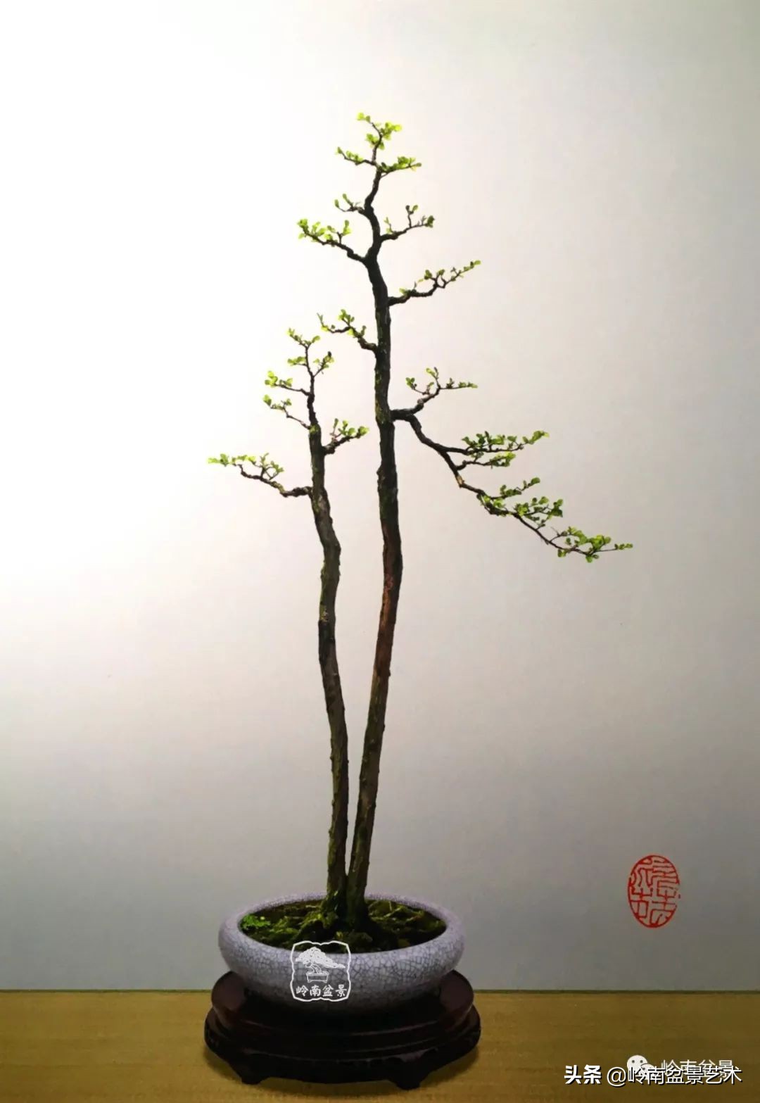 文人杂木盆景精品欣赏,可以做盆景的杂木图片大全