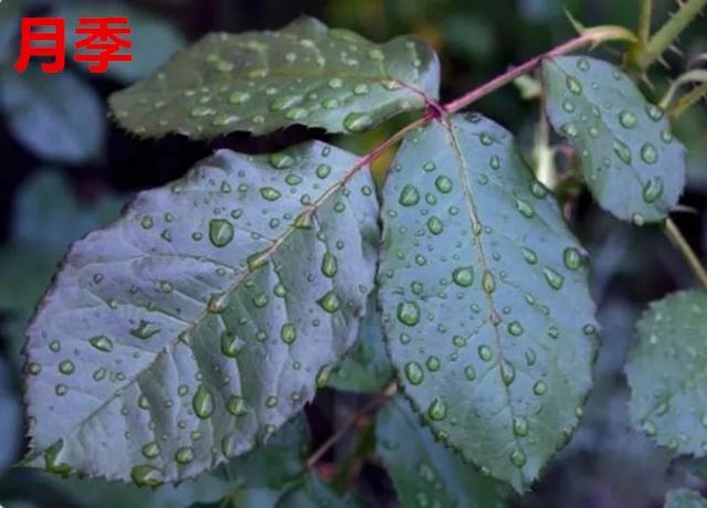 真正的月季花苗,最便宜的月季苗