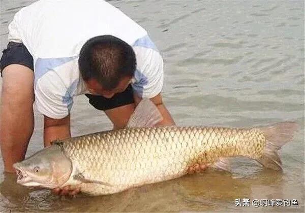 野钓用海竿钓巨物技巧,海竿中鱼率最高的野钓方法