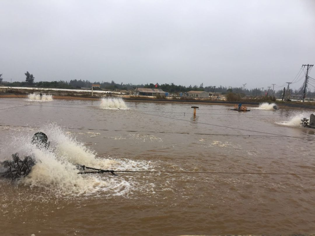 八种常见水产养殖水质！速来辨别你的池塘