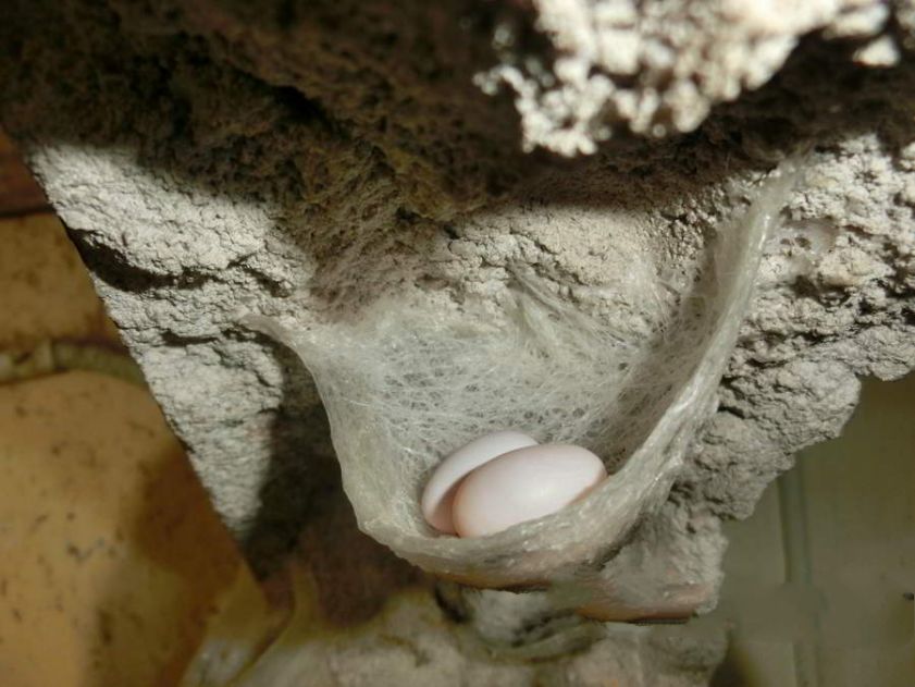 燕窝真的有那么多吗,燕窝是国内特有的吗