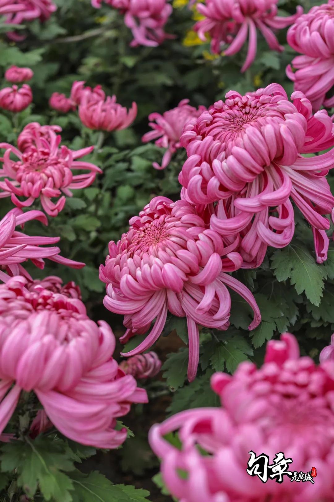 兴化千垛菊花海,广州海心沙菊花海