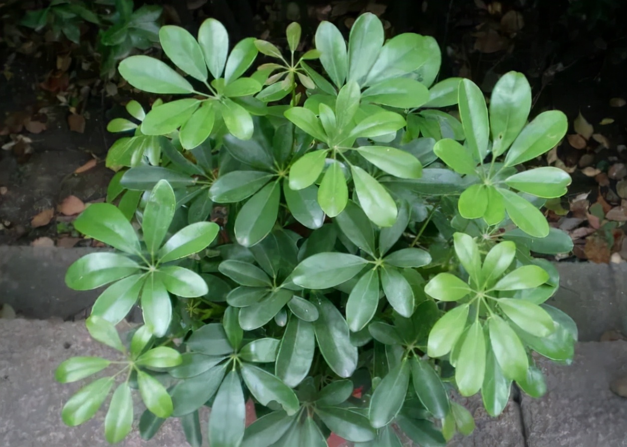 网红植物七叶莲,野生七叶莲价格